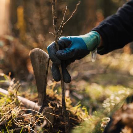 Eine Hand hält einen kleinen Baum, um diesen zu bepflanzen